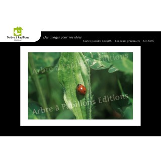 Lot de 6 cartes postales - Photos Frédéric Engel - ANIMAUX 1