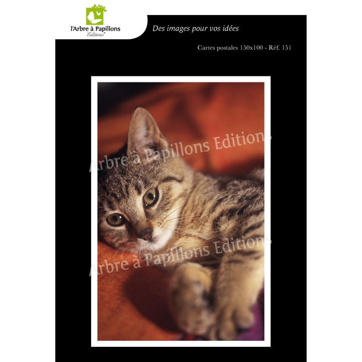 Lot de 6 cartes postales - Photos Frédéric Engel - ANIMAUX 1