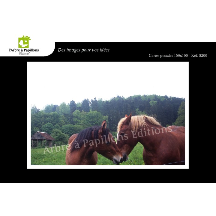 Lot de 6 cartes postales - Photos Frédéric Engel - ANIMAUX 1