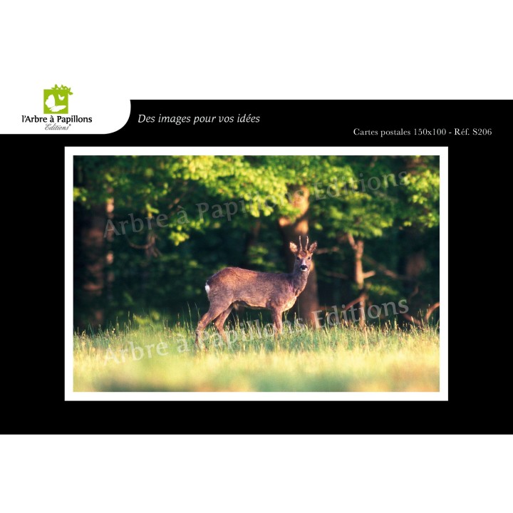 Lot de 6 cartes postales - Photos Frédéric Engel - ANIMAUX 1