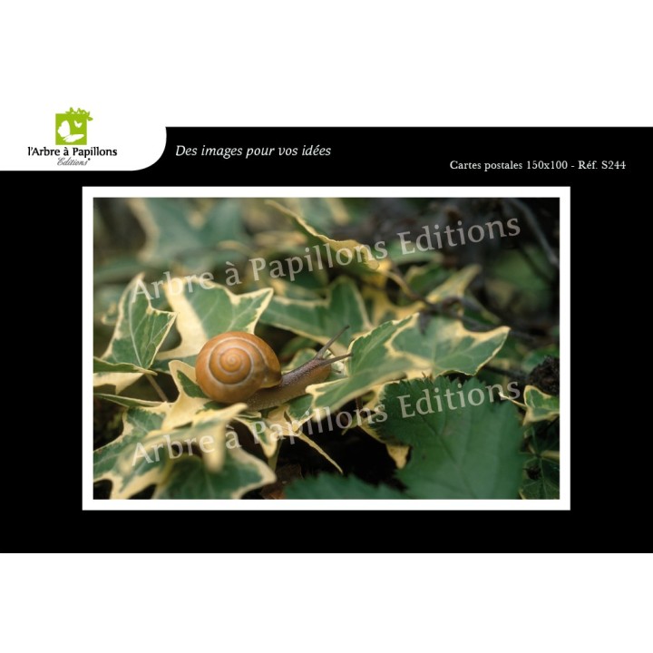 Lot de 6 cartes postales - Photos Frédéric Engel - ANIMAUX 1