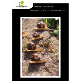 Lot de 6 cartes postales - Photos Frédéric Engel - ANIMAUX 2