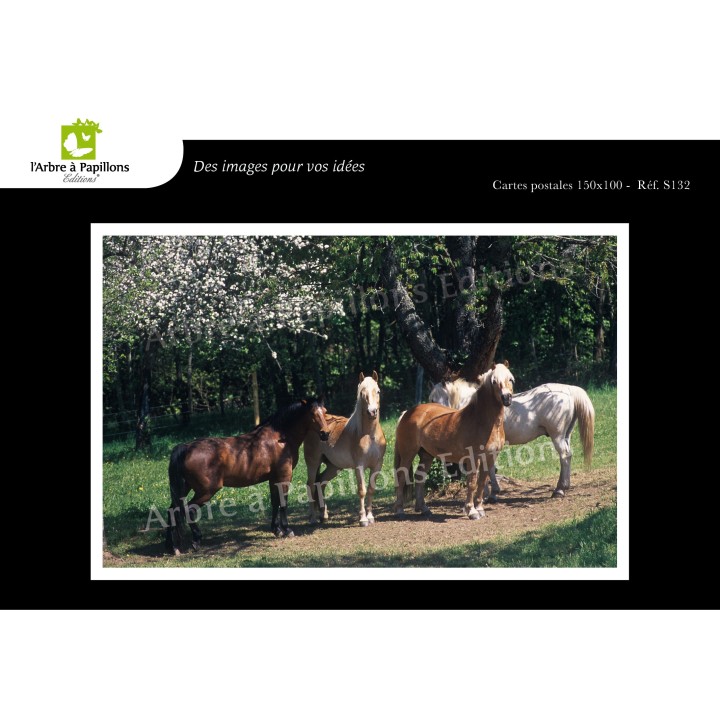 Lot de 6 cartes postales - Photos Frédéric Engel - ANIMAUX 2