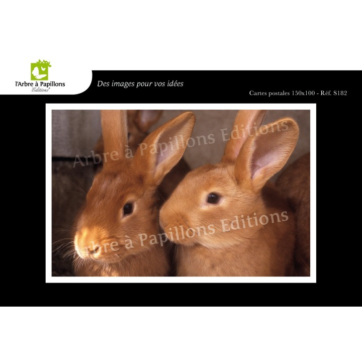 Lot de 6 cartes postales - Photos Frédéric Engel - ANIMAUX 2