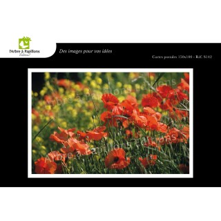 Lot de 6 cartes postales - Photos Frédéric Engel - FLEURS 1