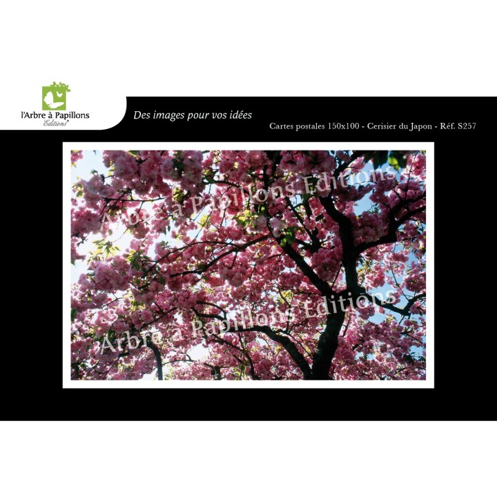 Lot de 6 cartes postales - Photos Frédéric Engel - FLEURS 1