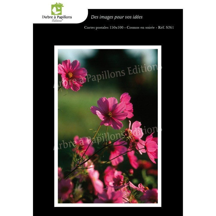 Lot de 6 cartes postales - Photos Frédéric Engel - FLEURS 1