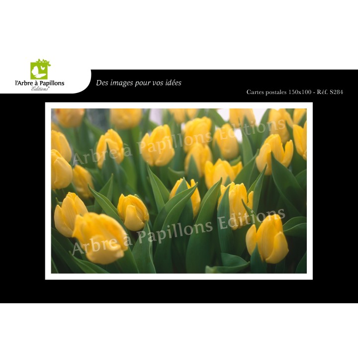 Lot de 6 cartes postales - Photos Frédéric Engel - FLEURS 1