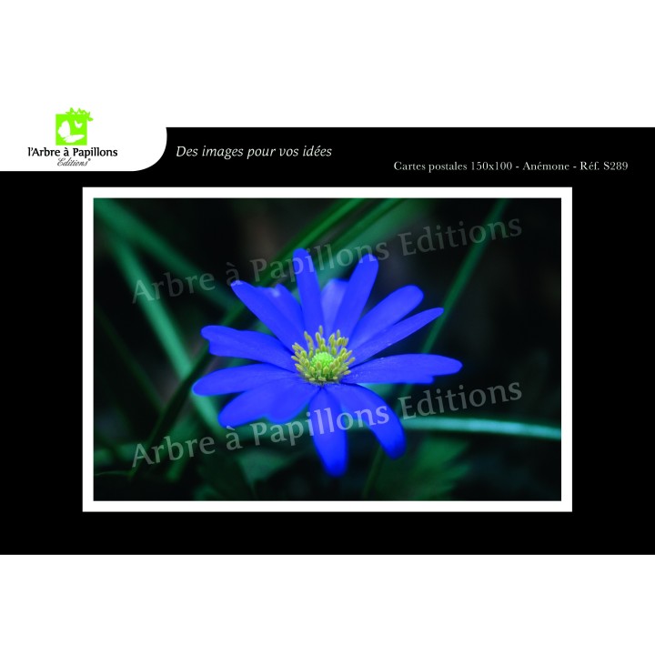 Lot de 6 cartes postales - Photos Frédéric Engel - FLEURS 1