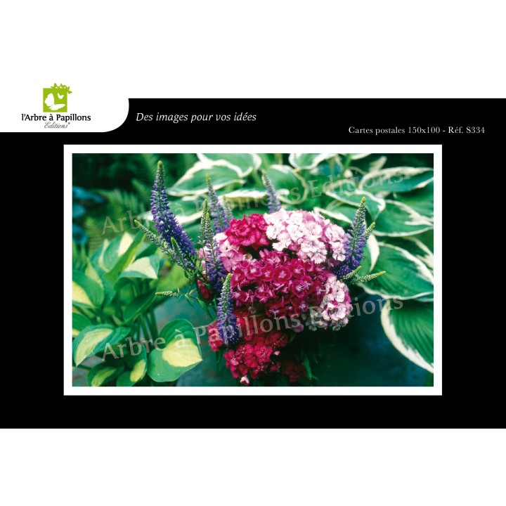 Lot de 6 cartes postales - Photos Frédéric Engel - FLEURS 1