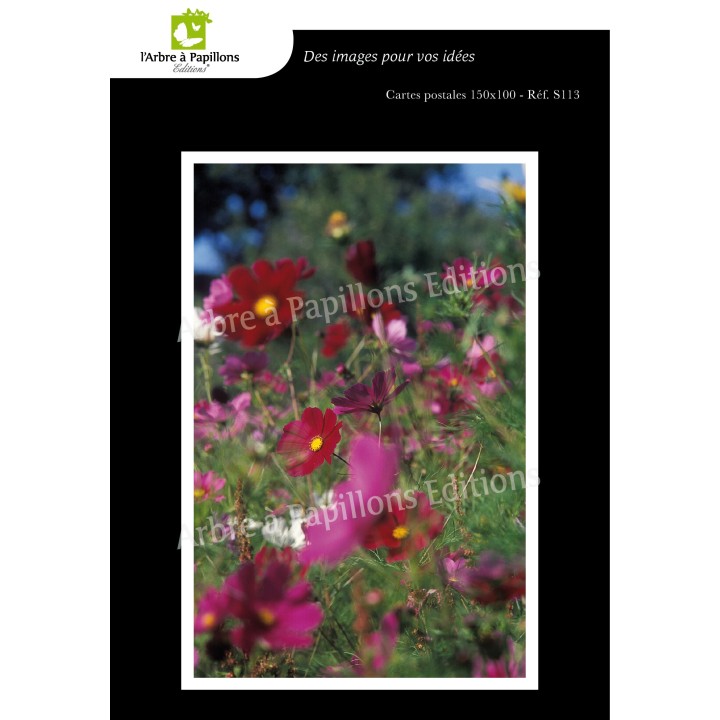 Lot de 6 cartes postales - Photos Frédéric Engel - FLEURS 2