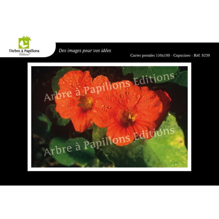Lot de 6 cartes postales - Photos Frédéric Engel - FLEURS 2