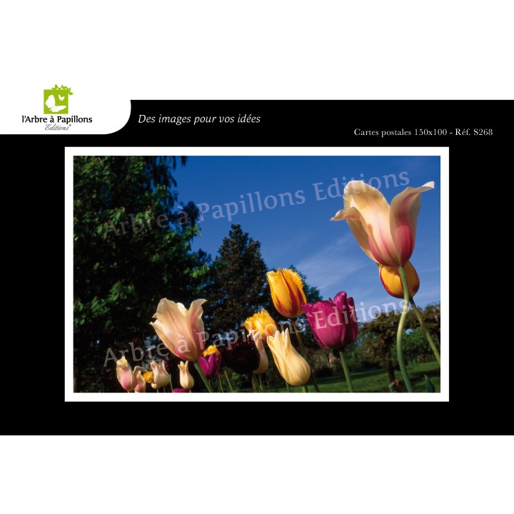 Lot de 6 cartes postales - Photos Frédéric Engel - FLEURS 2