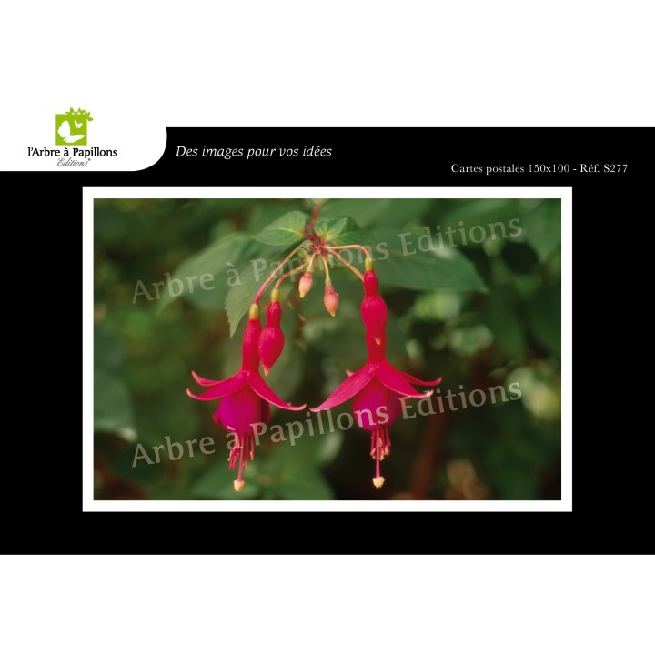 Lot de 6 cartes postales - Photos Frédéric Engel - FLEURS 2