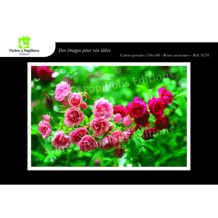 Lot de 6 cartes postales - Photos Frédéric Engel - FLEURS 2