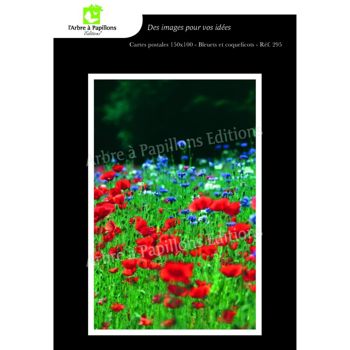 Lot de 6 cartes postales - Photos Frédéric Engel - FLEURS 2